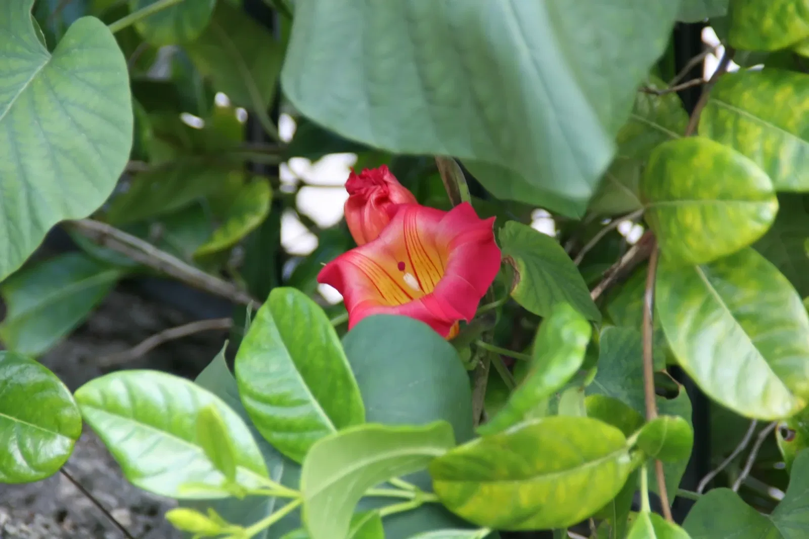 Fairchild Tropical Botanic Garden