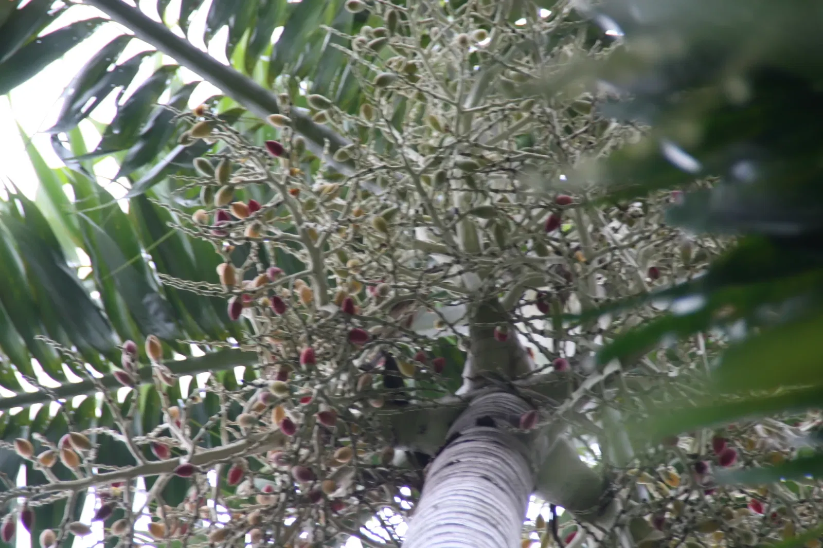 Fairchild Tropical Botanic Garden