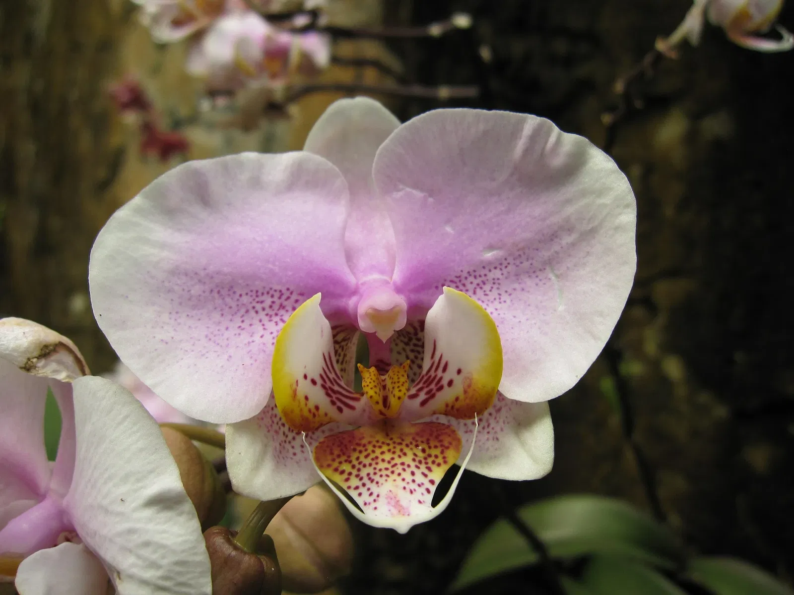 Jardin botanique tropical Fairchild