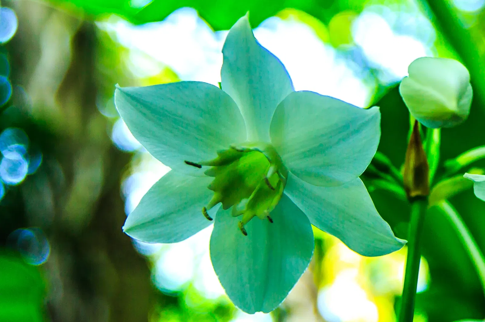 Fairchild Tropical Botanical Garden