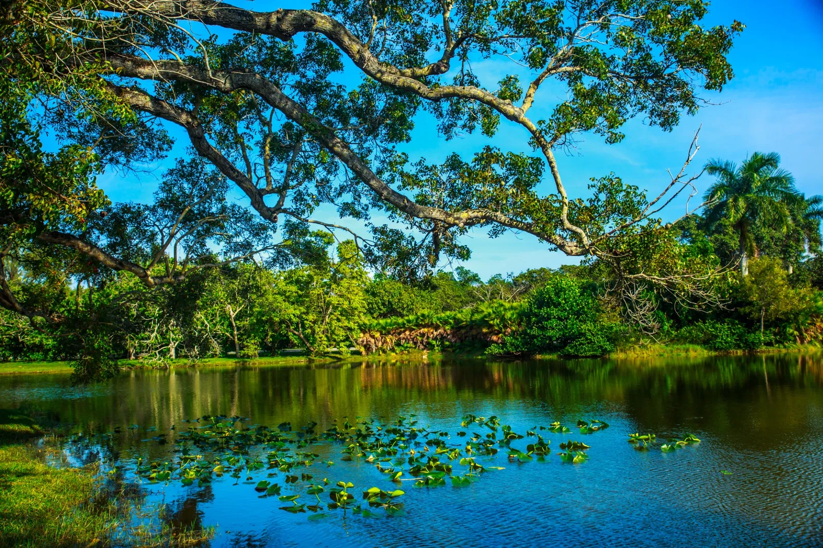Fairchild Tropical Botanical Garden
