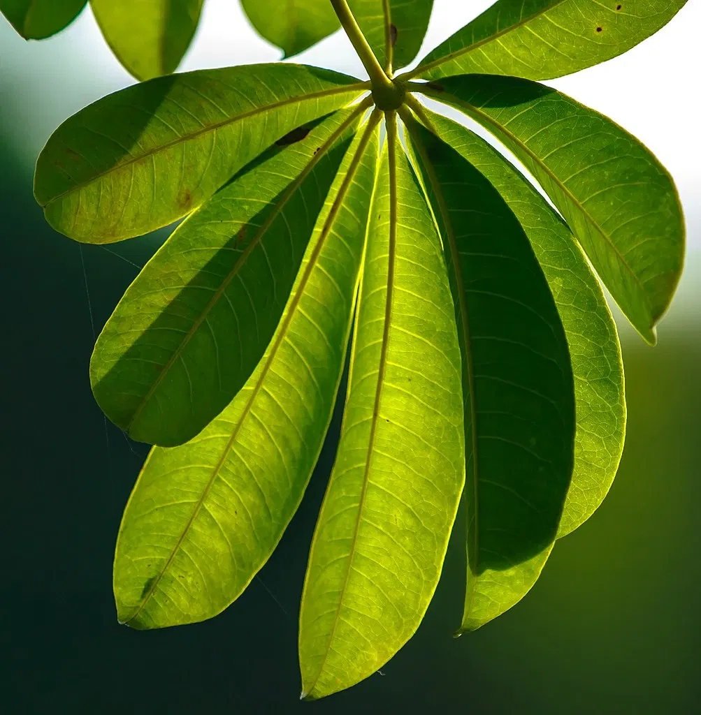 Fairchild Tropical Botanic Garden