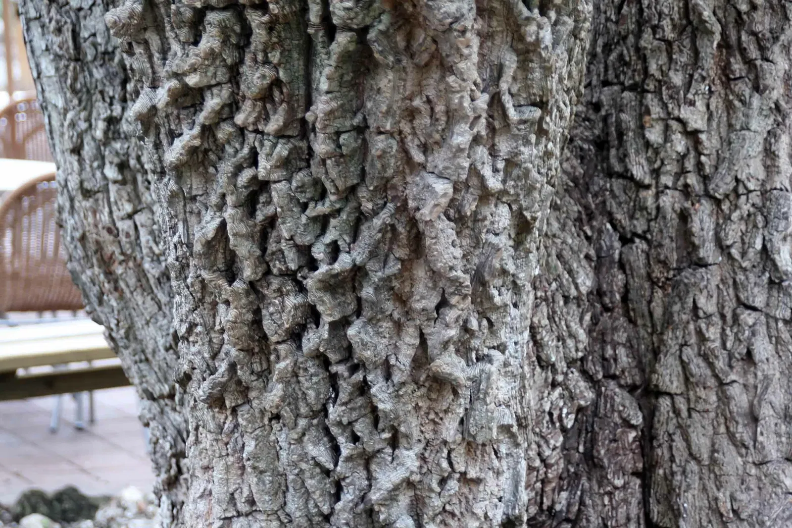 Fairchild Tropical Botanic Garden