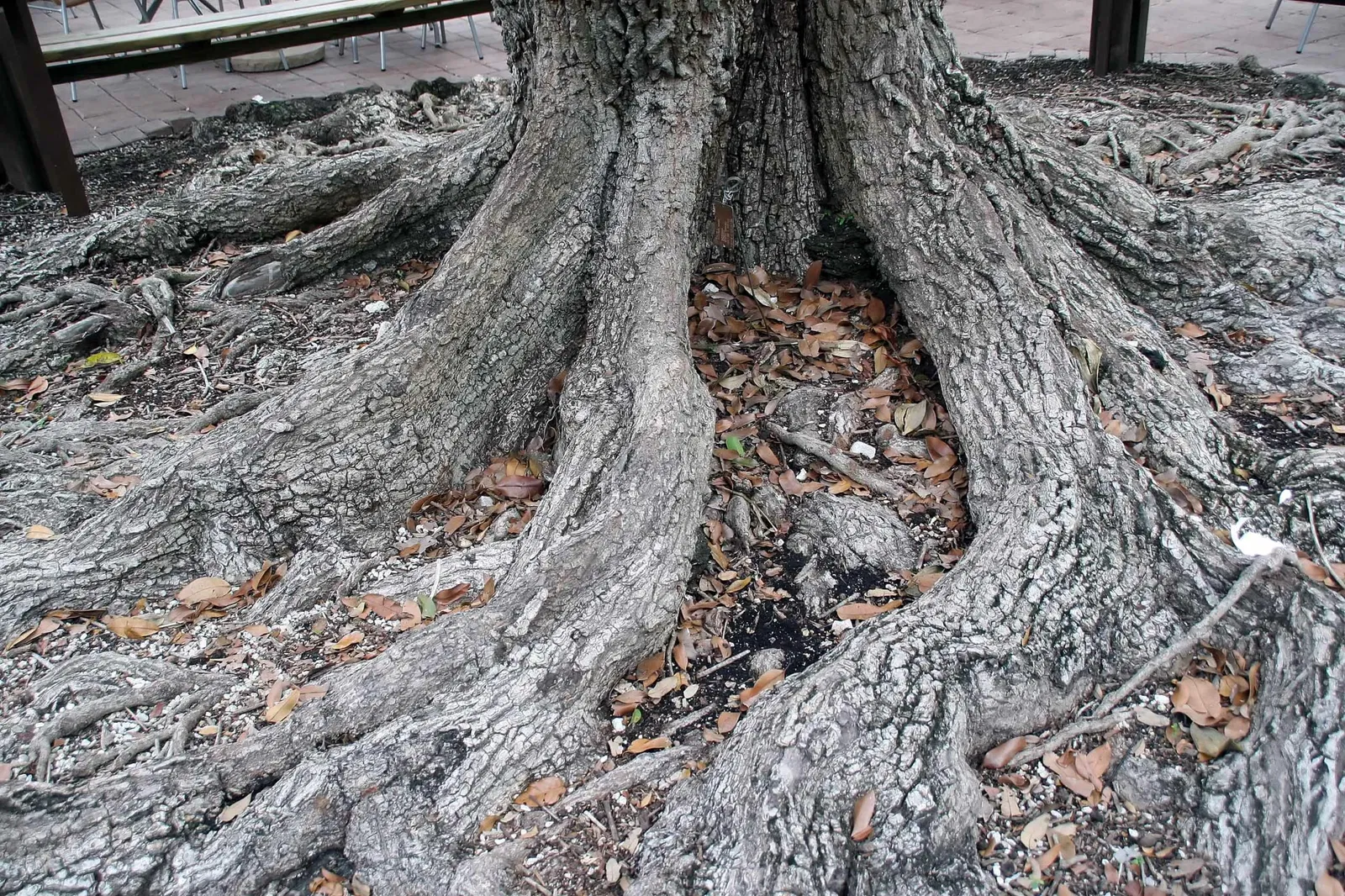 Fairchild Tropical Botanical Garden