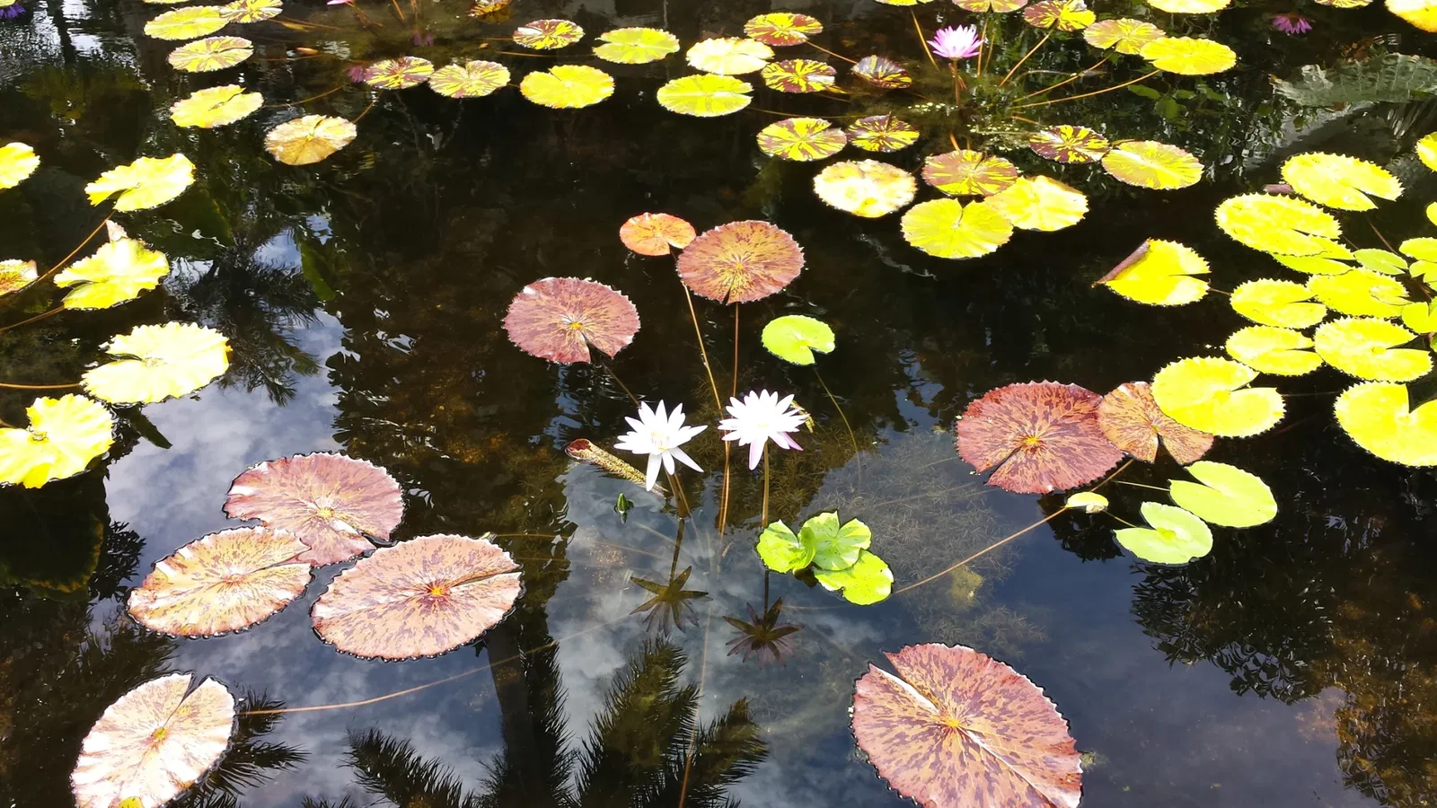 Jardin botanique tropical Fairchild