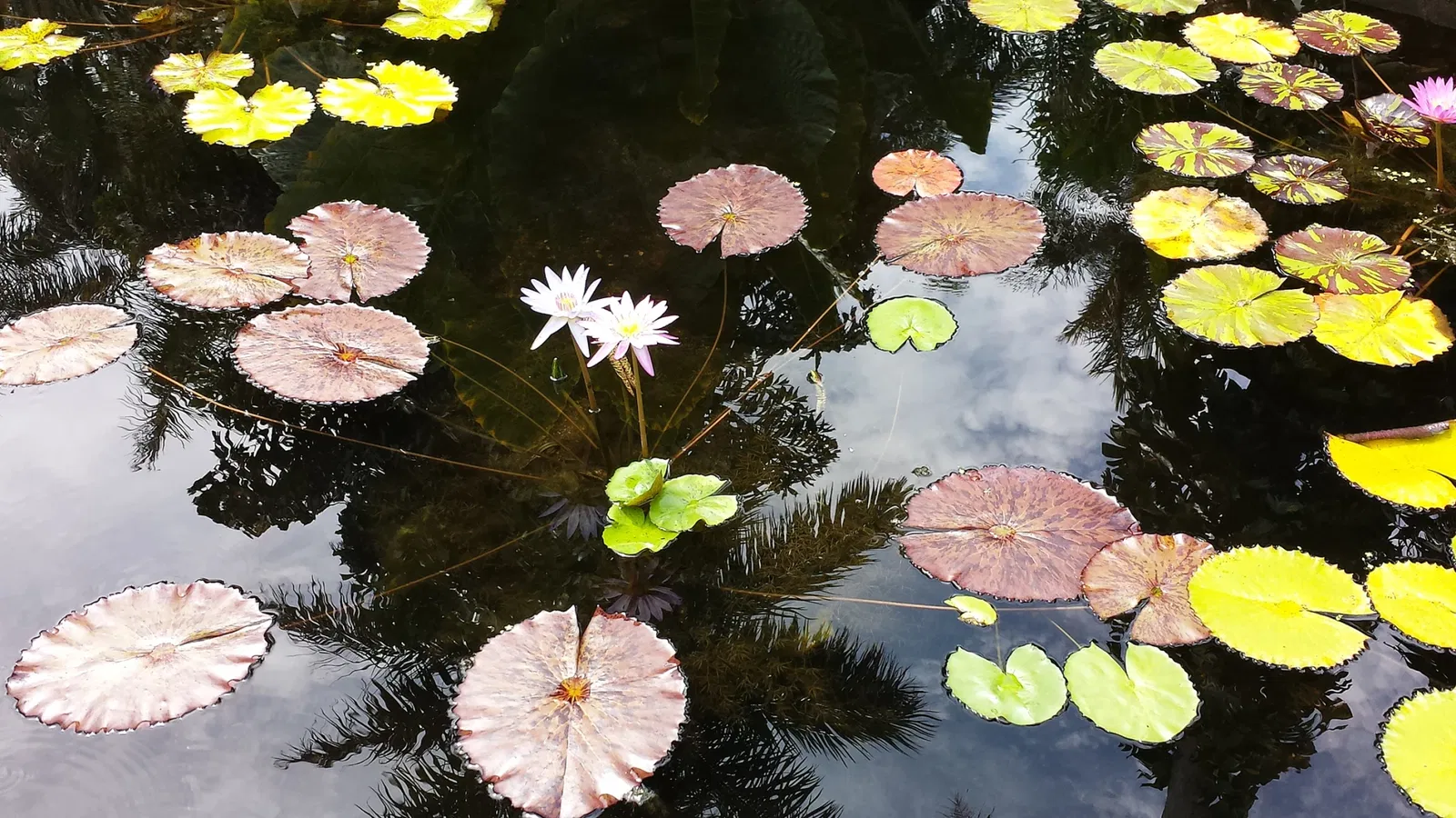 Fairchild Tropical Botanical Garden