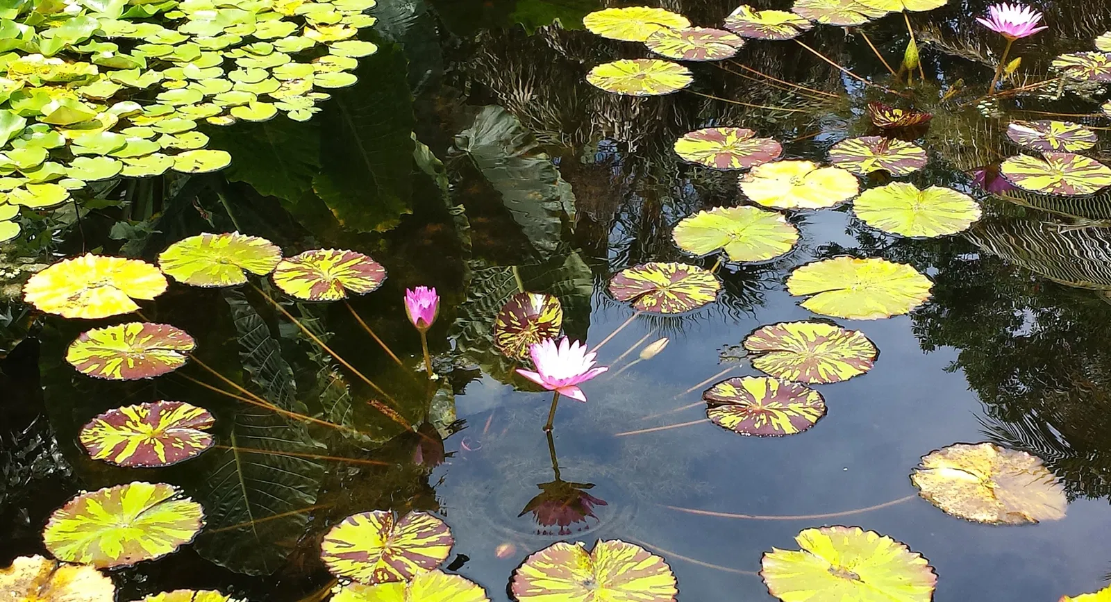 Jardin botanique tropical Fairchild