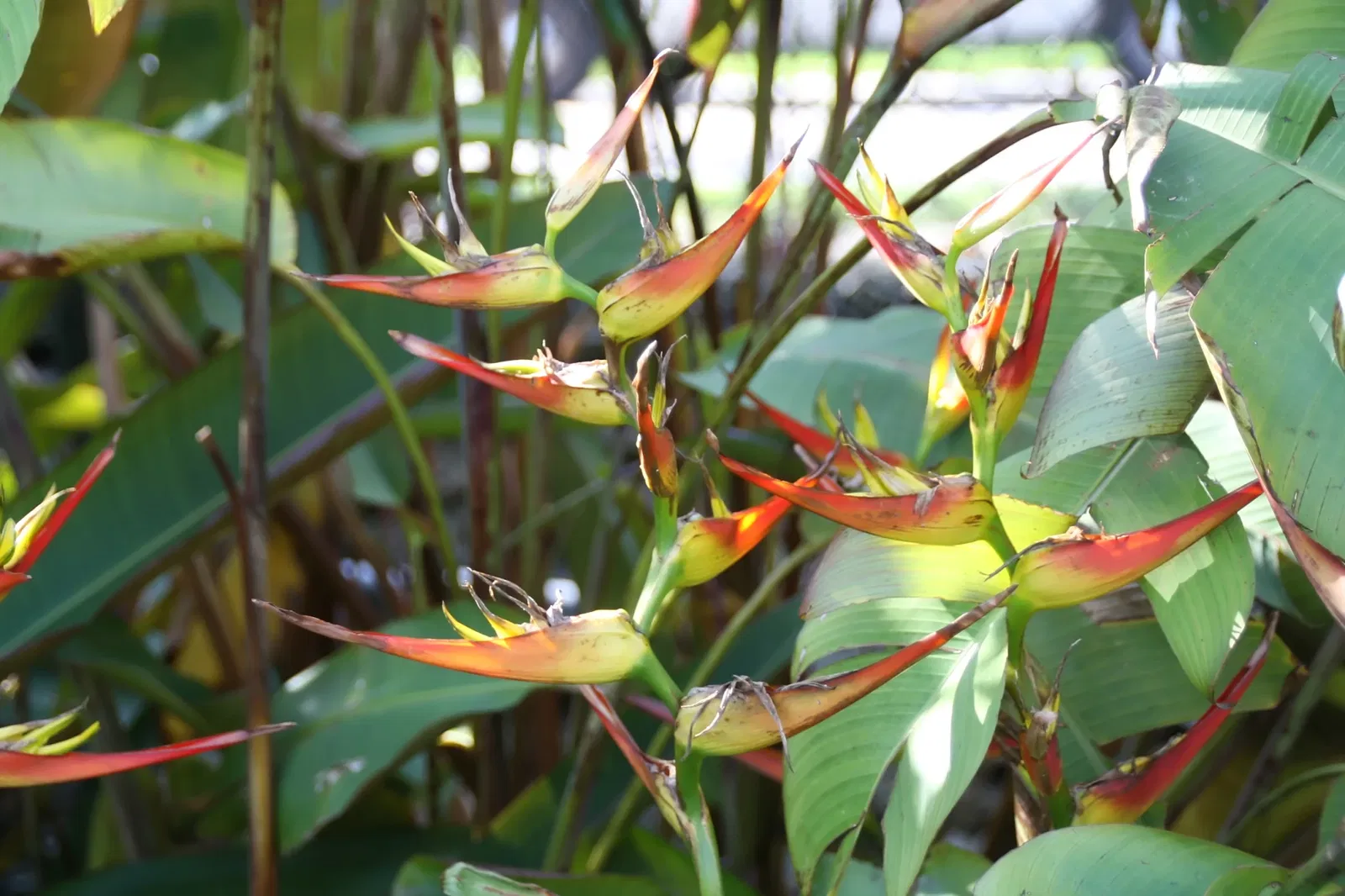 Fairchild Tropical Botanic Garden