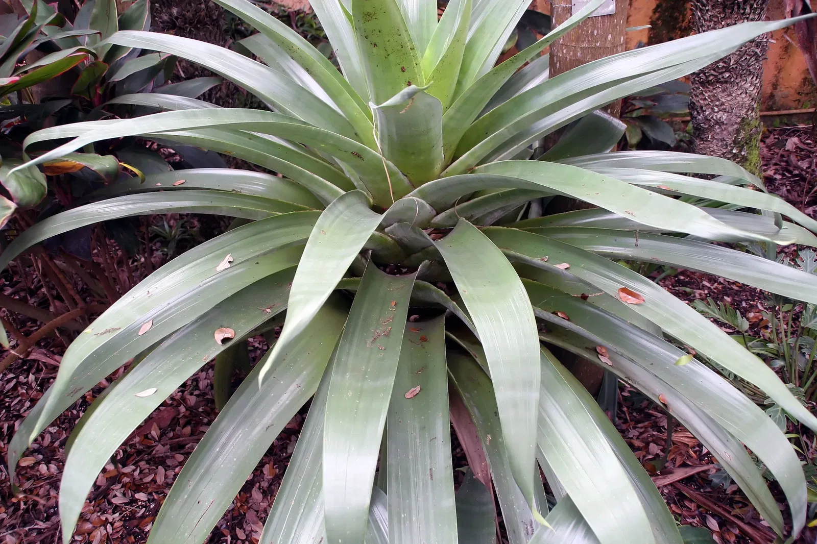 Fairchild Tropical Botanic Garden