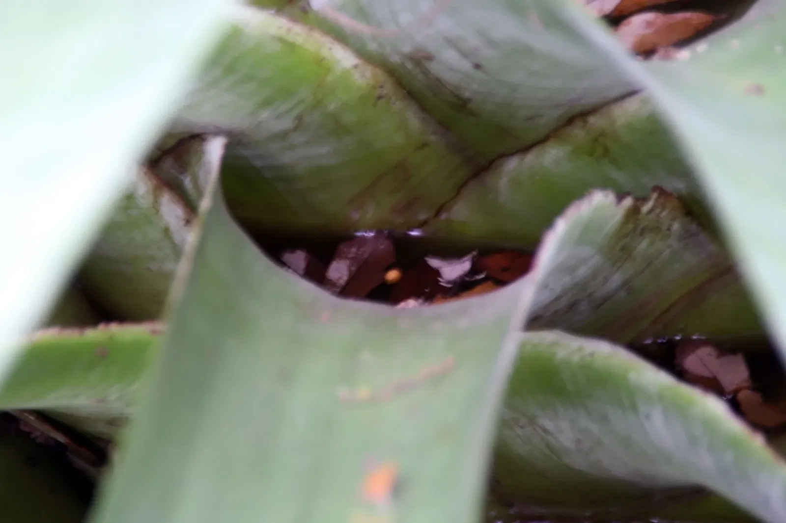Jardin botanique tropical Fairchild