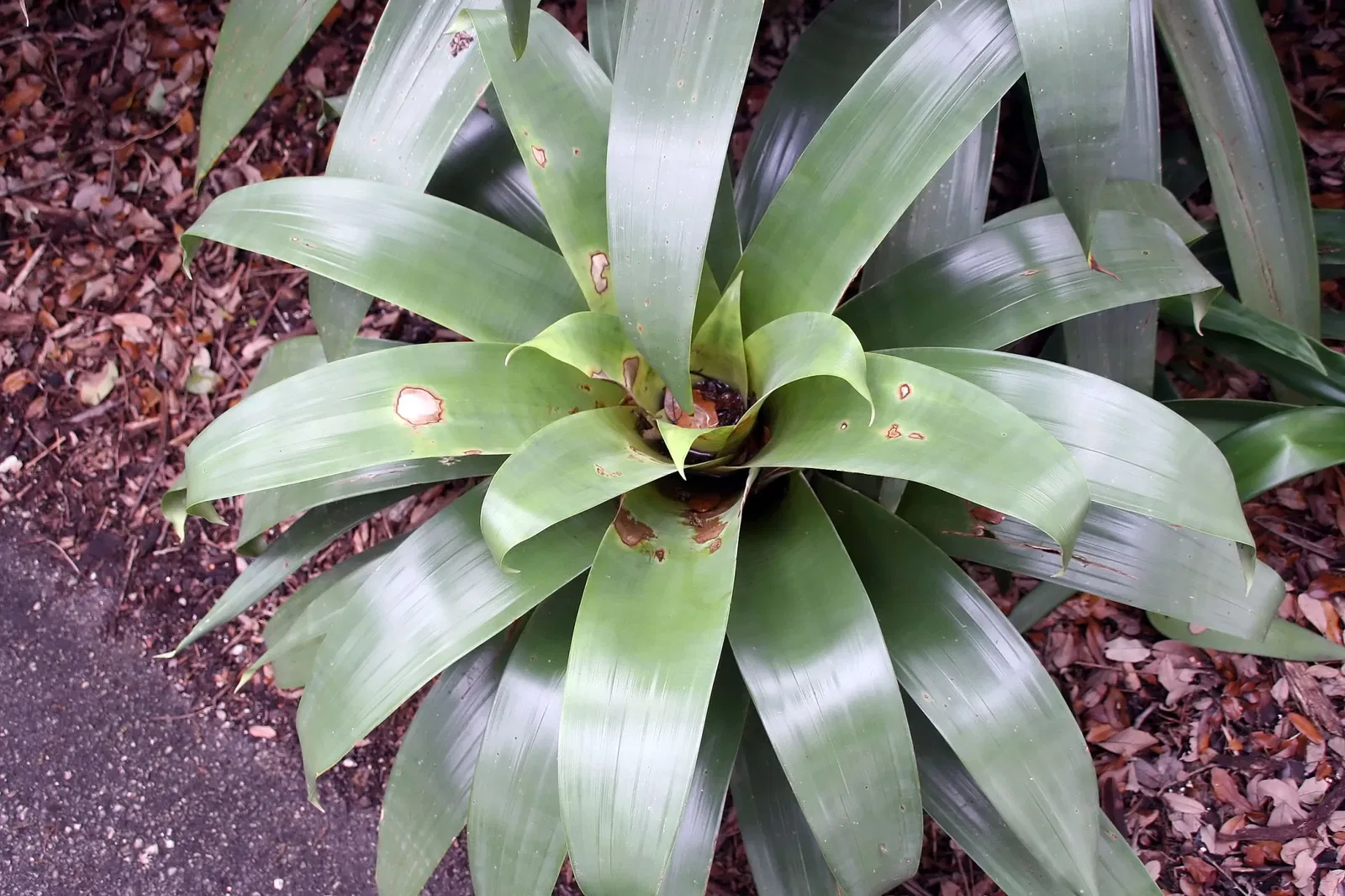 Jardin botanique tropical Fairchild