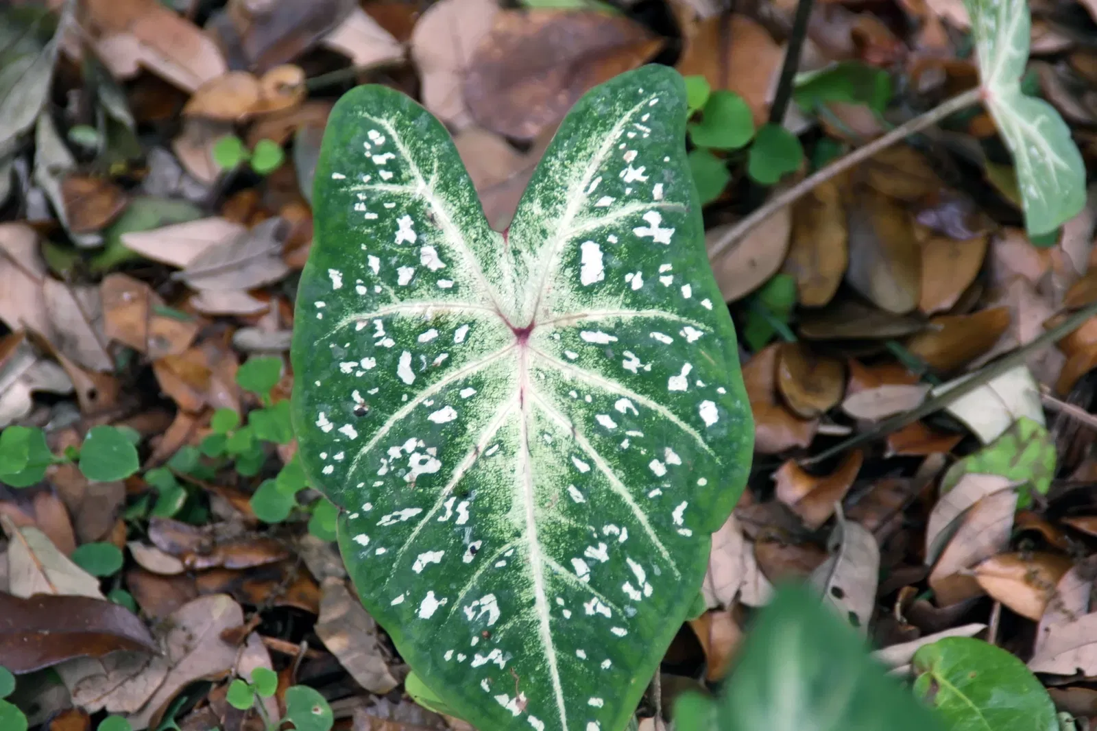 Fairchild Tropical Botanic Garden