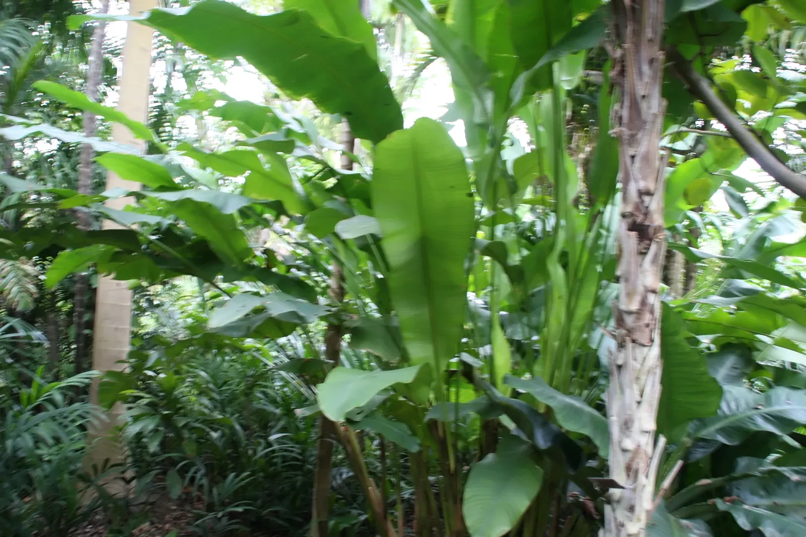 Fairchild Tropical Botanical Garden