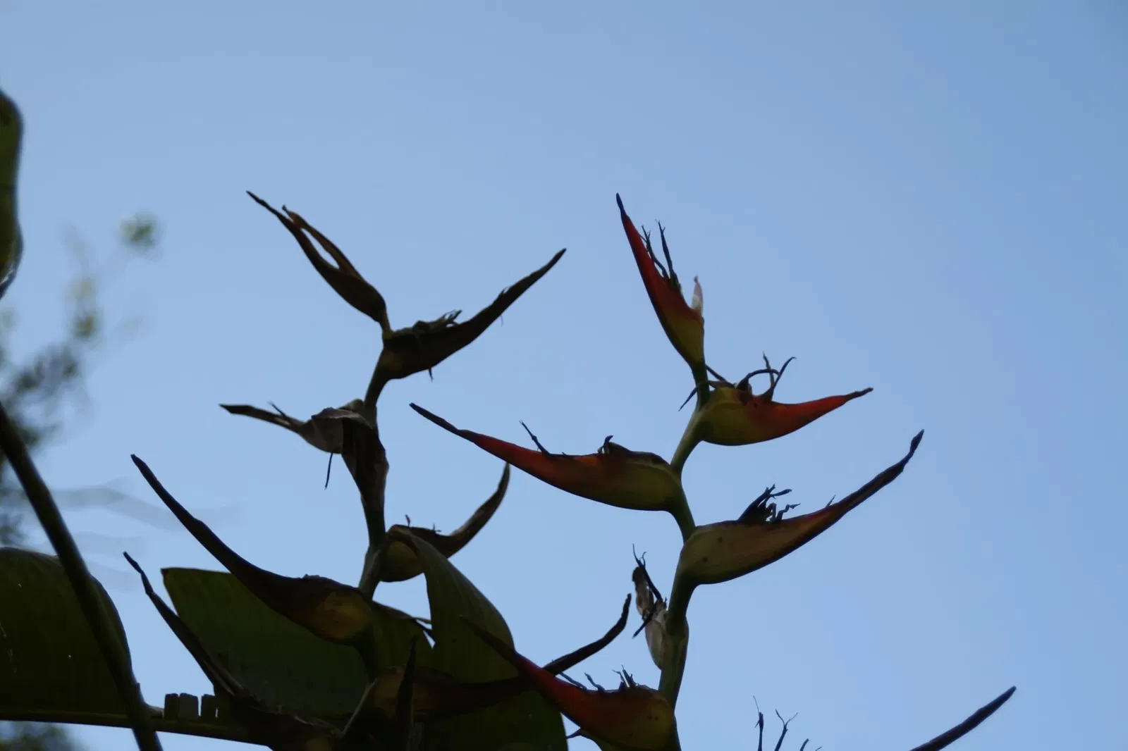 Fairchild Tropical Botanic Garden
