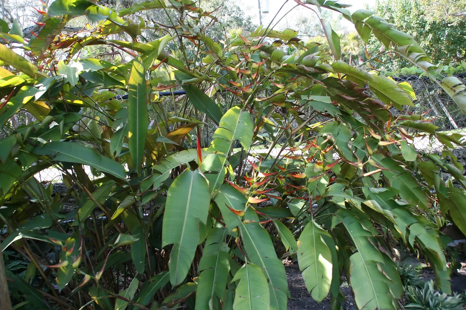 Jardin botanique tropical Fairchild