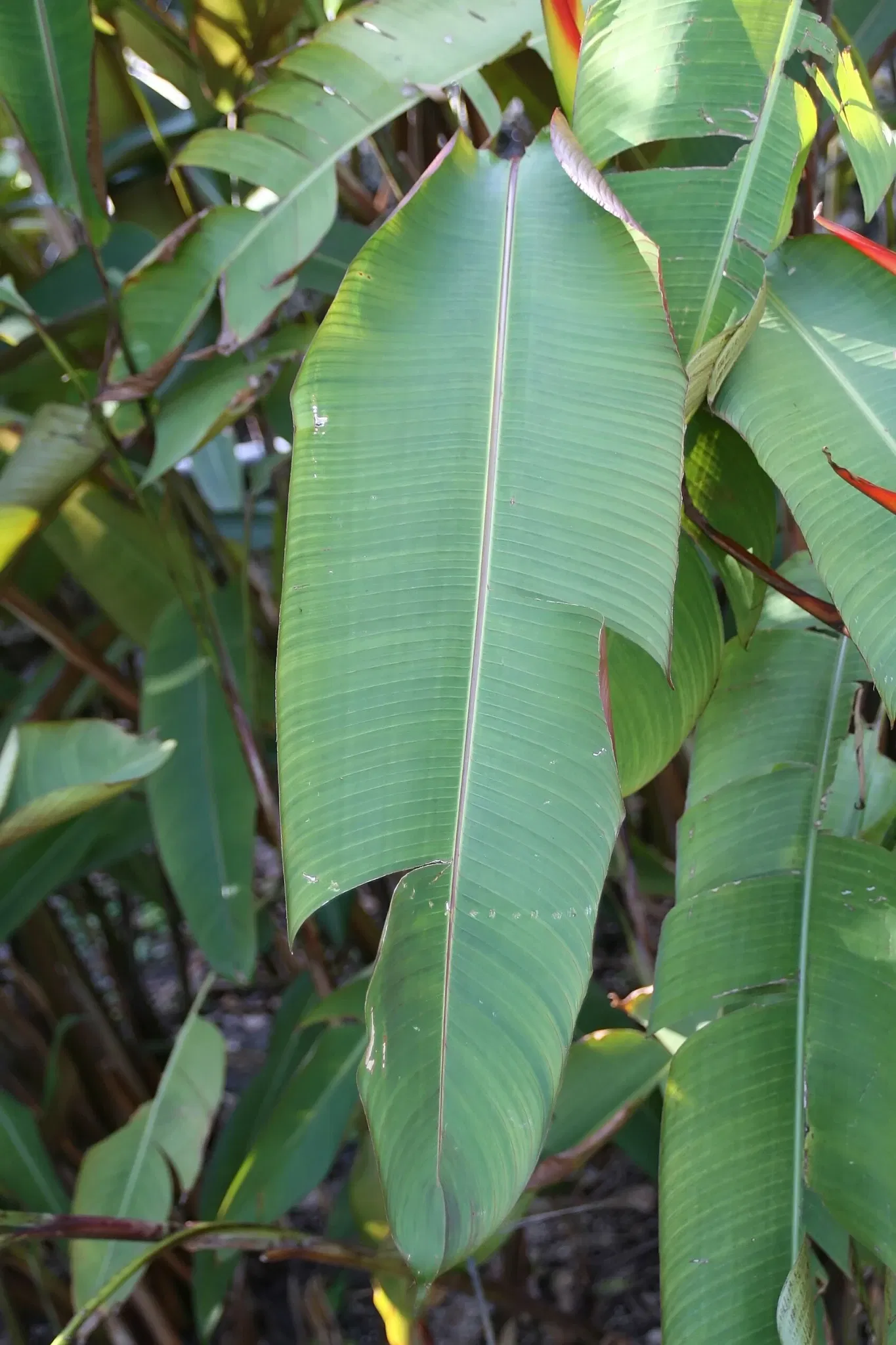Jardin botanique tropical Fairchild
