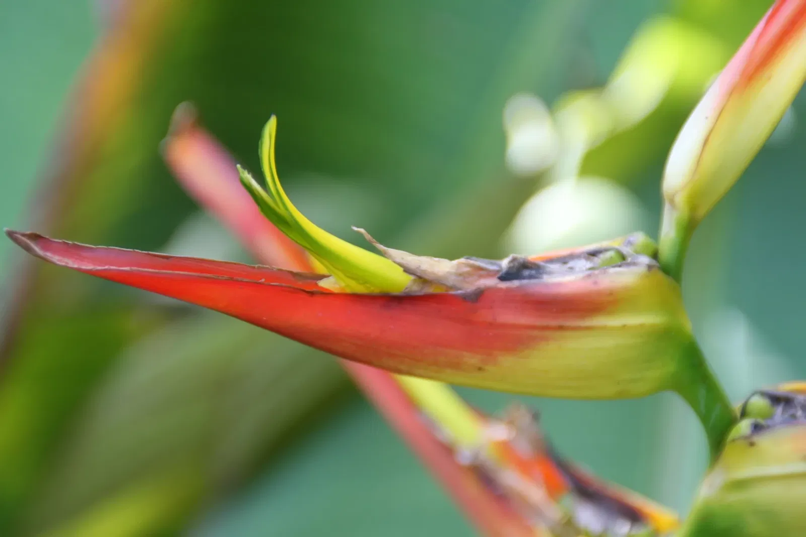 Fairchild Tropical Botanical Garden