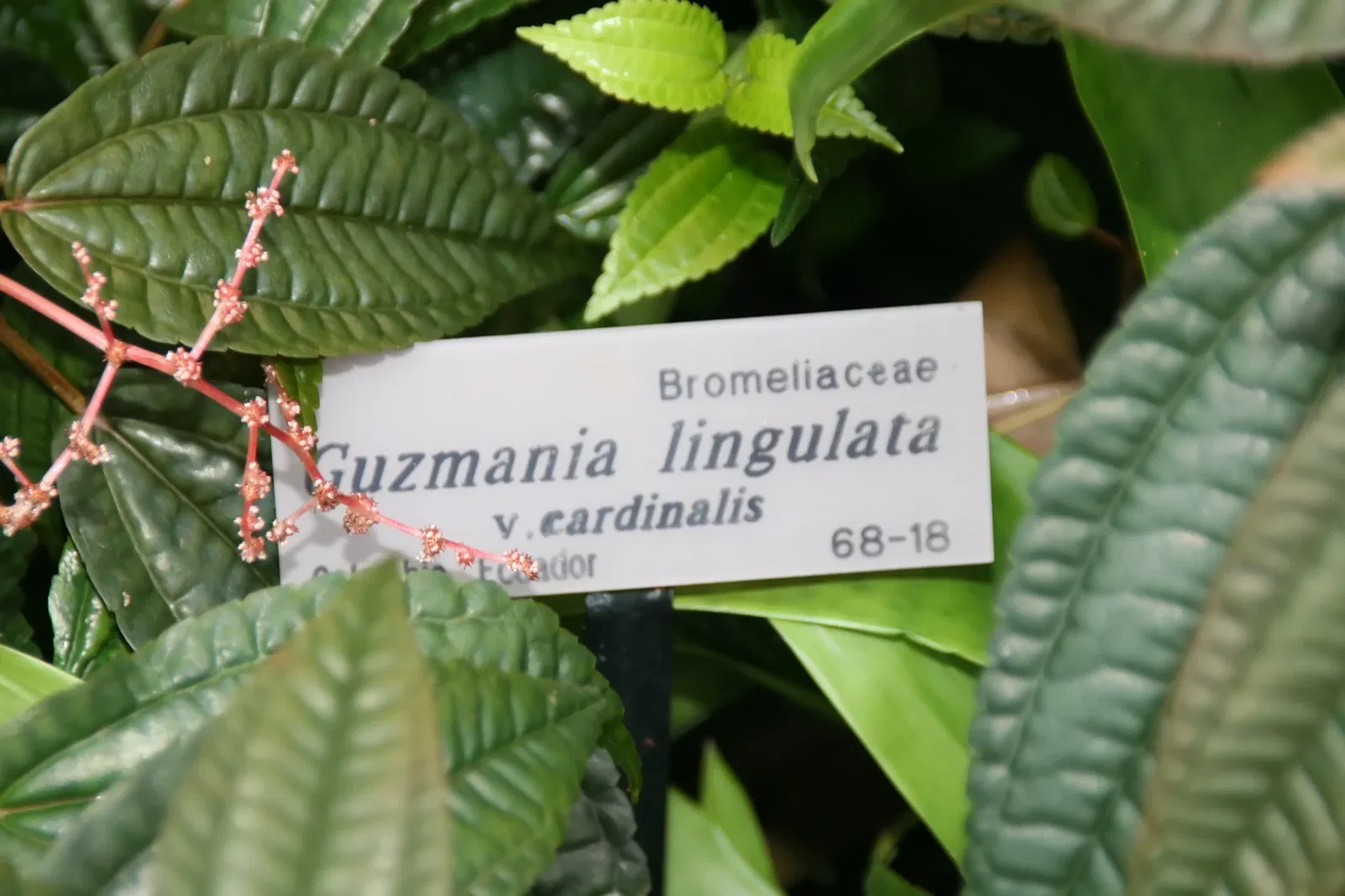 Fairchild Tropical Botanic Garden