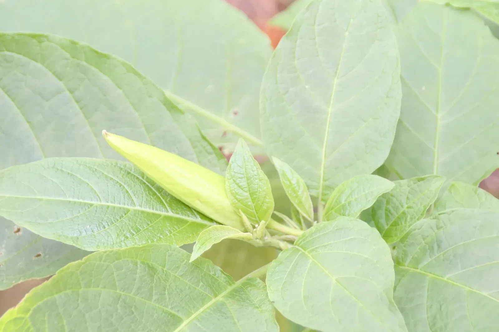 Fairchild Tropical Botanical Garden