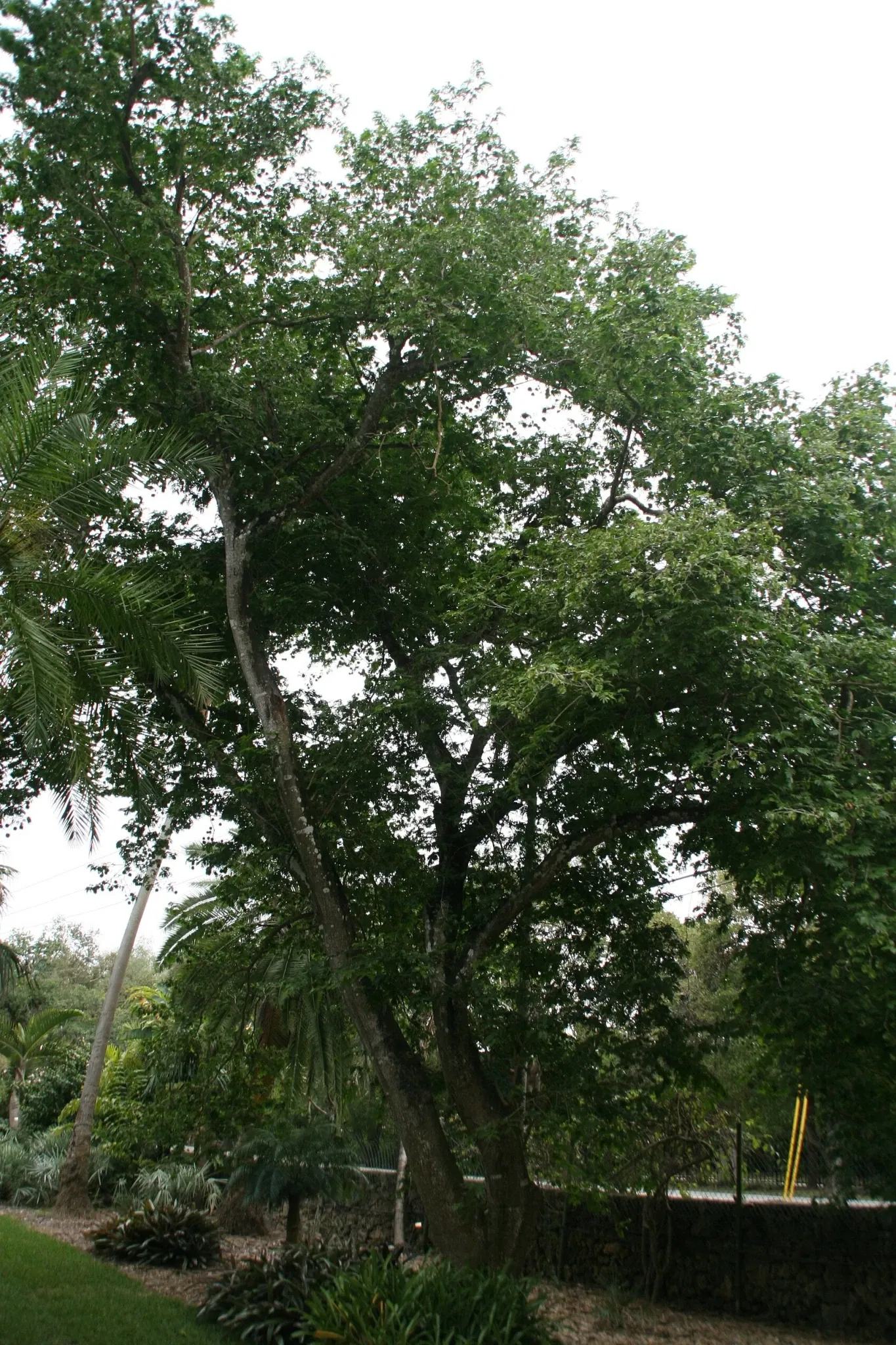 Jardin botanique tropical Fairchild