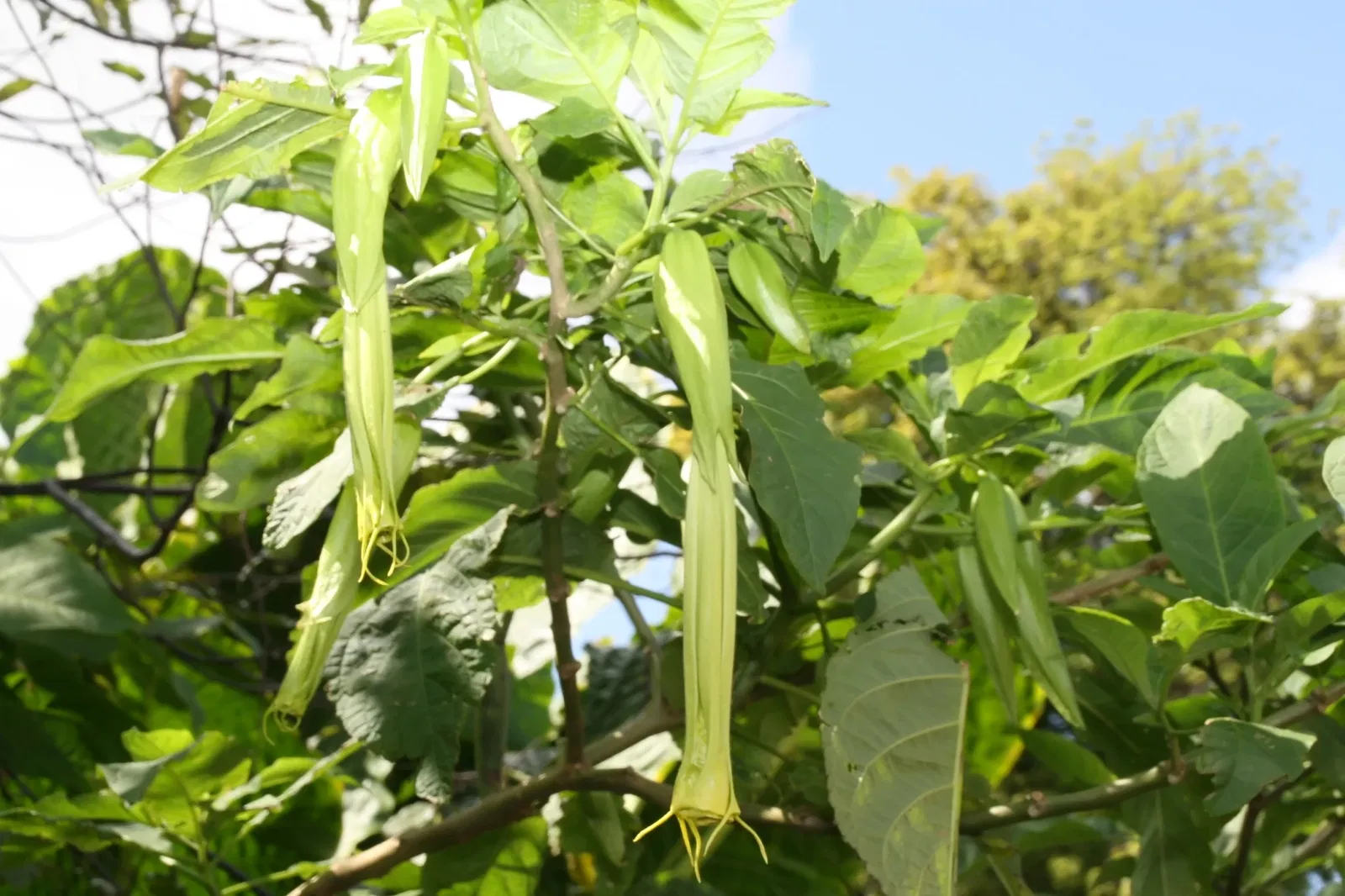 Fairchild Tropical Botanic Garden