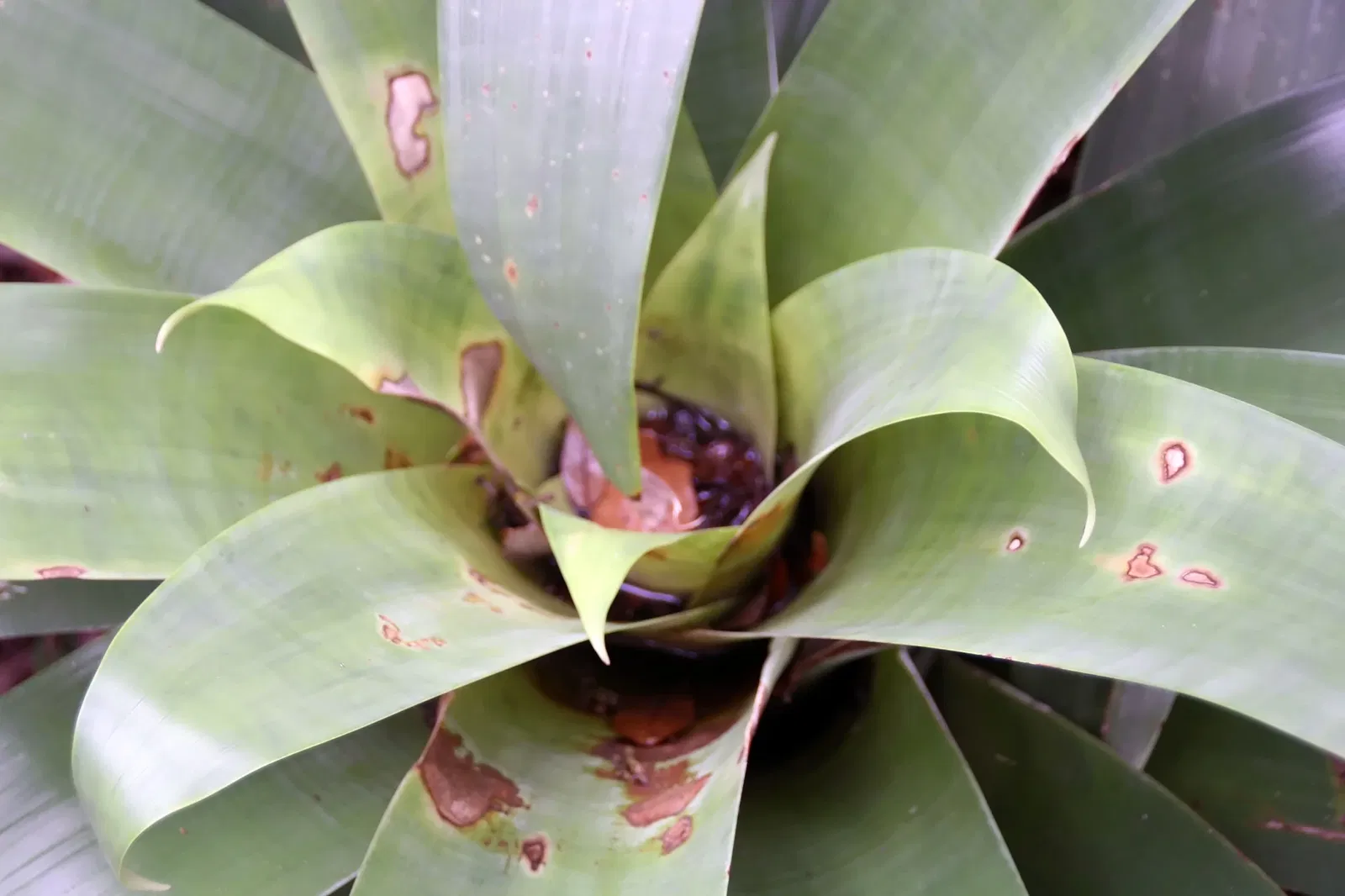 Fairchild Tropical Botanic Garden