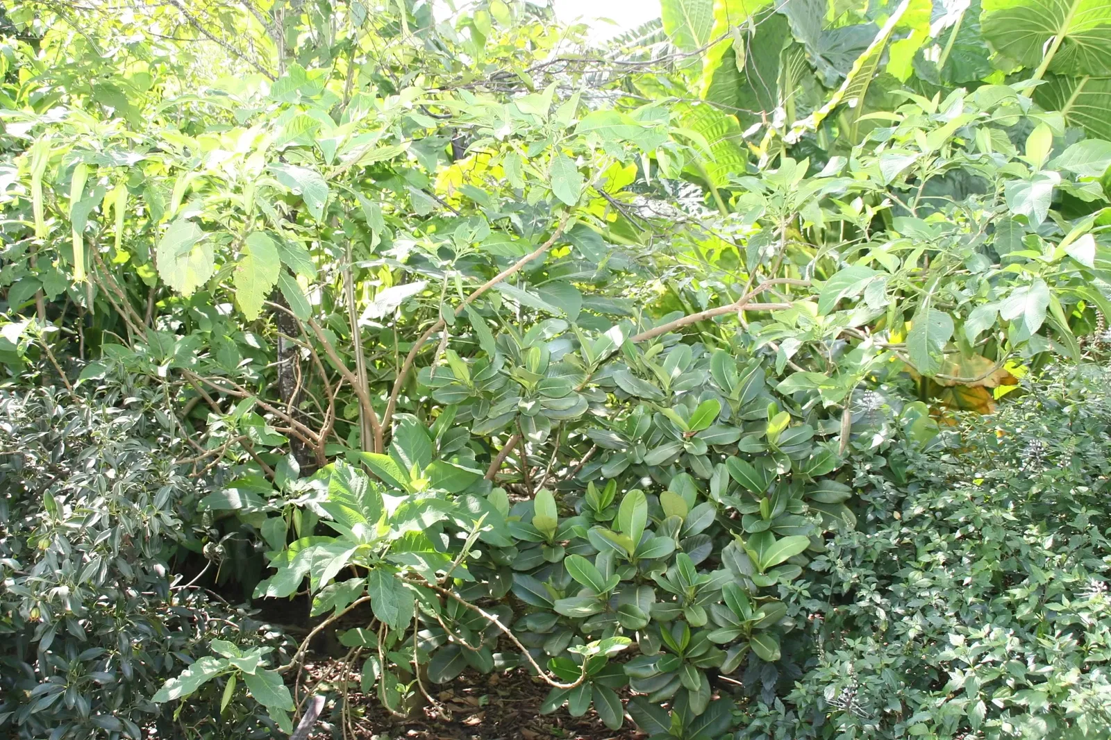 Jardin botanique tropical Fairchild