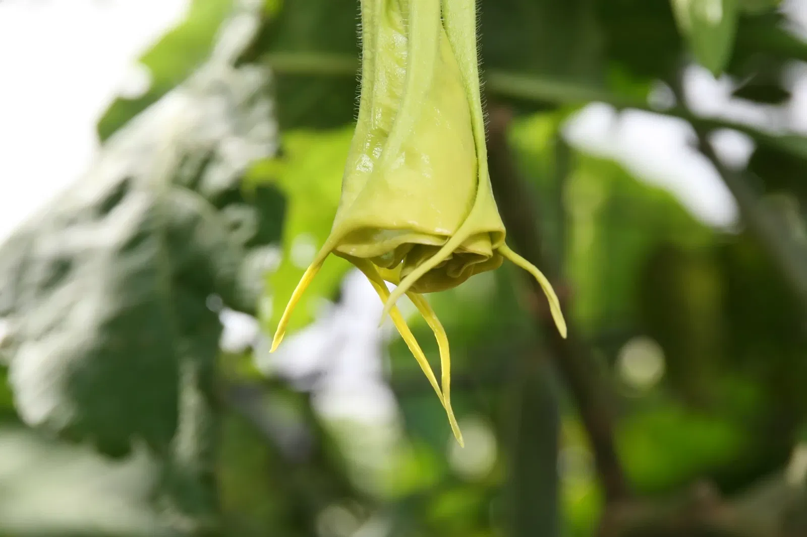 Fairchild Tropical Botanic Garden