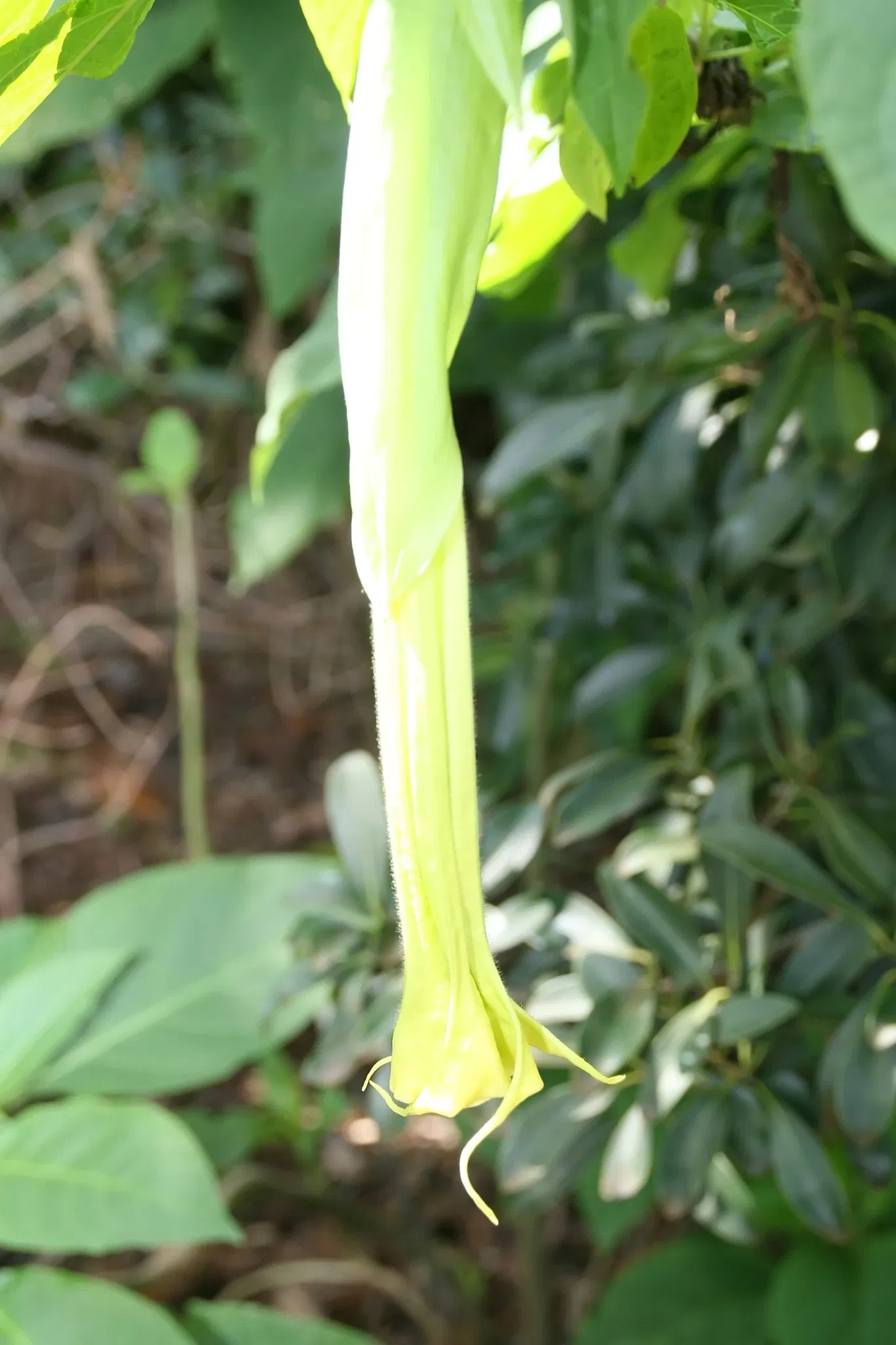 Jardin botanique tropical Fairchild