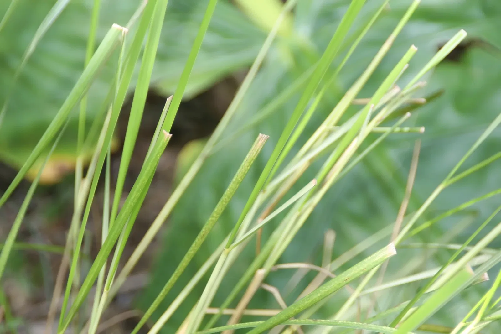 Fairchild Tropical Botanic Garden