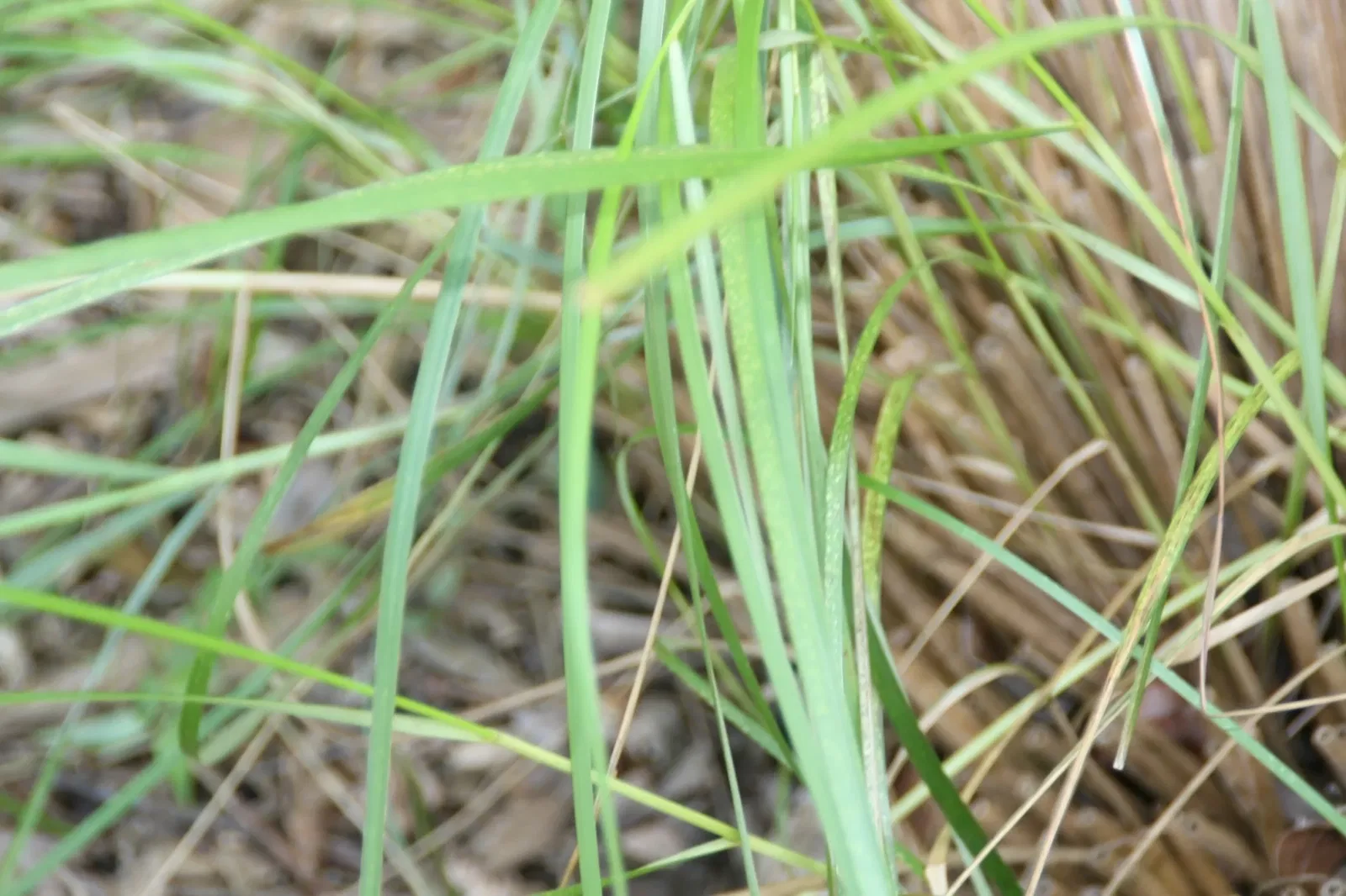 Fairchild Tropical Botanic Garden