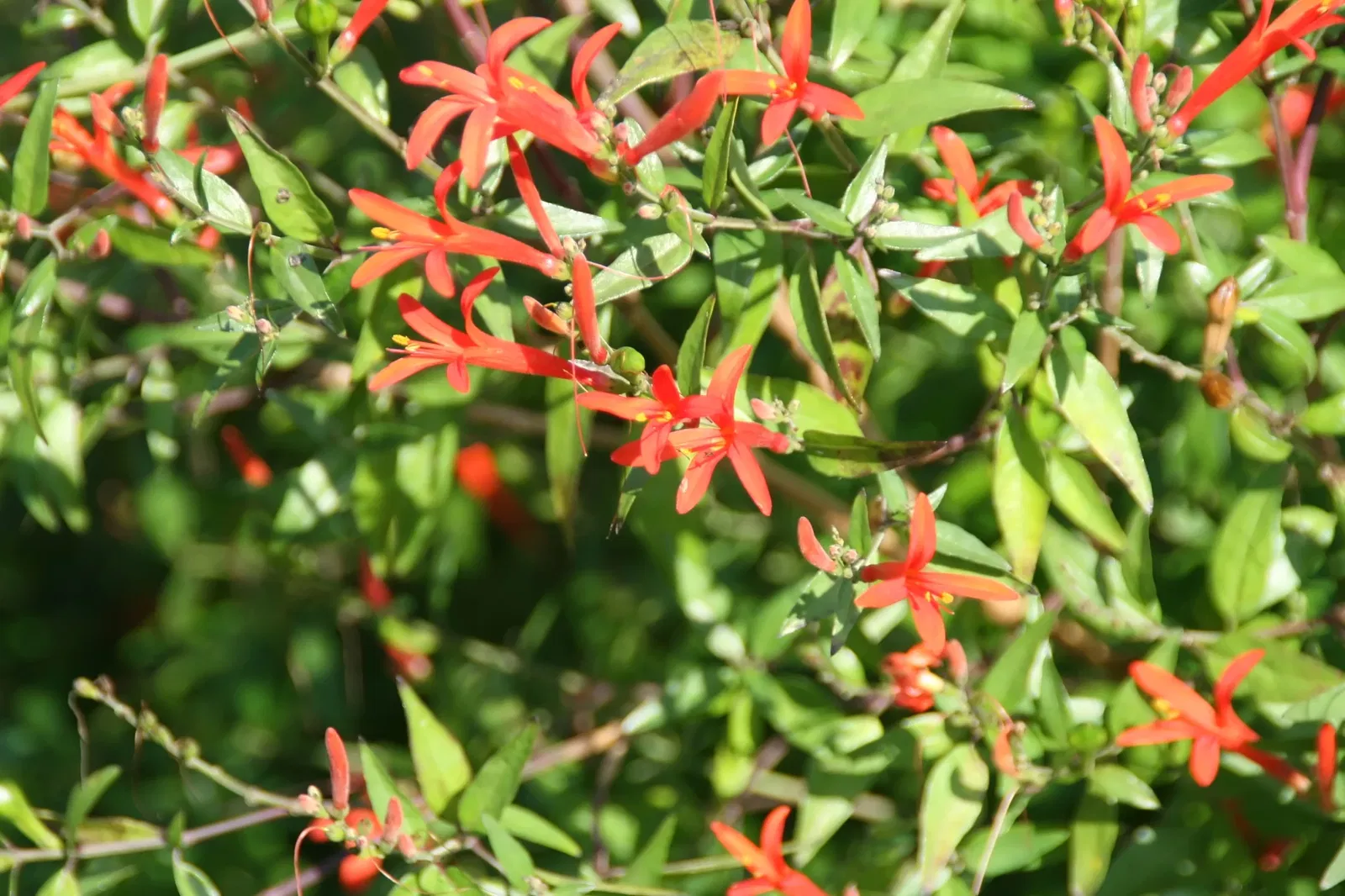 Jardin botanique tropical Fairchild