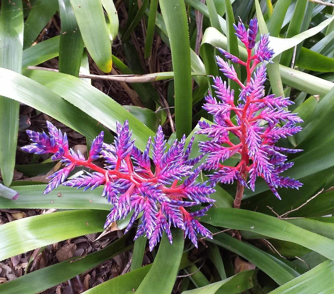 Jardin botanique tropical Fairchild
