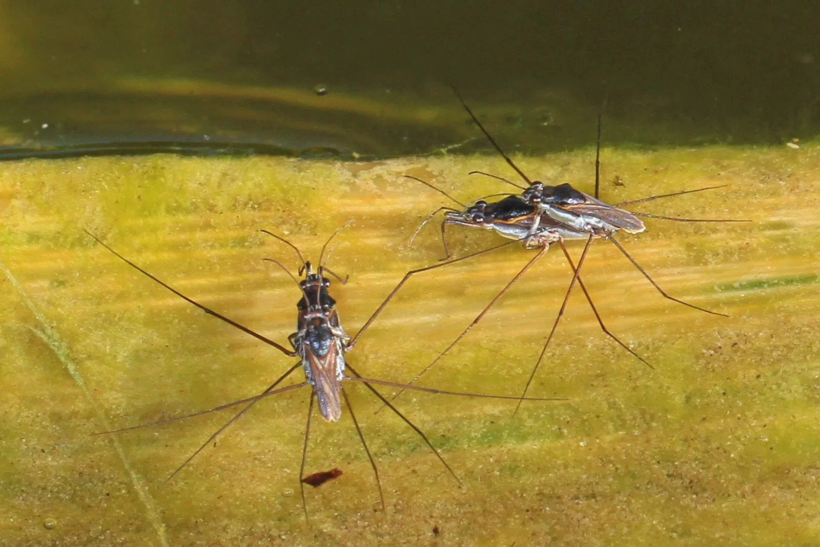 Jardin botanique tropical Fairchild