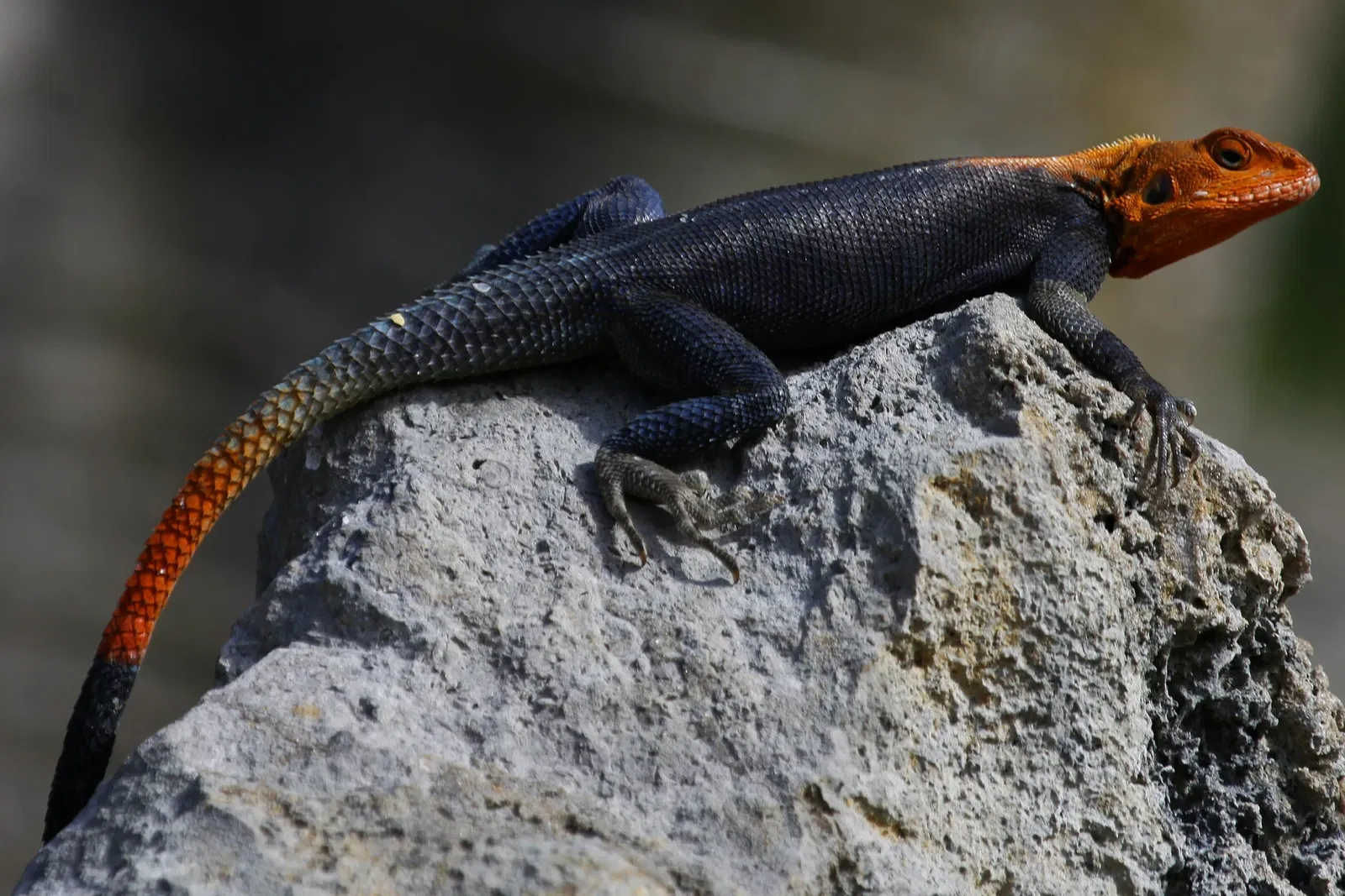 Fairchild Tropical Botanical Garden