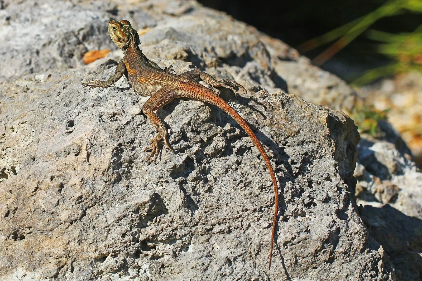 Fairchild Tropical Botanical Garden
