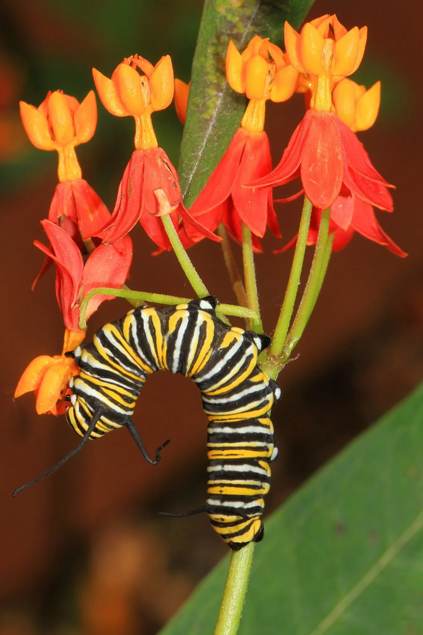 Fairchild Tropical Botanic Garden