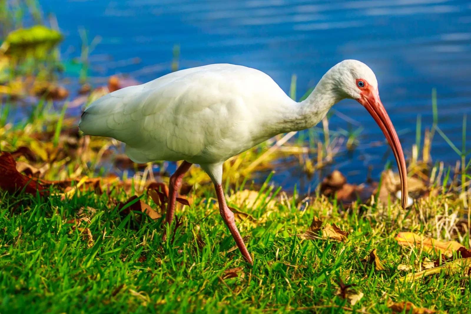 Fairchild Tropical Botanic Garden