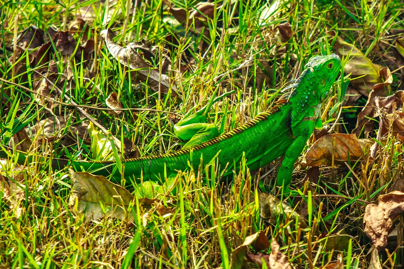 Jardin botanique tropical Fairchild