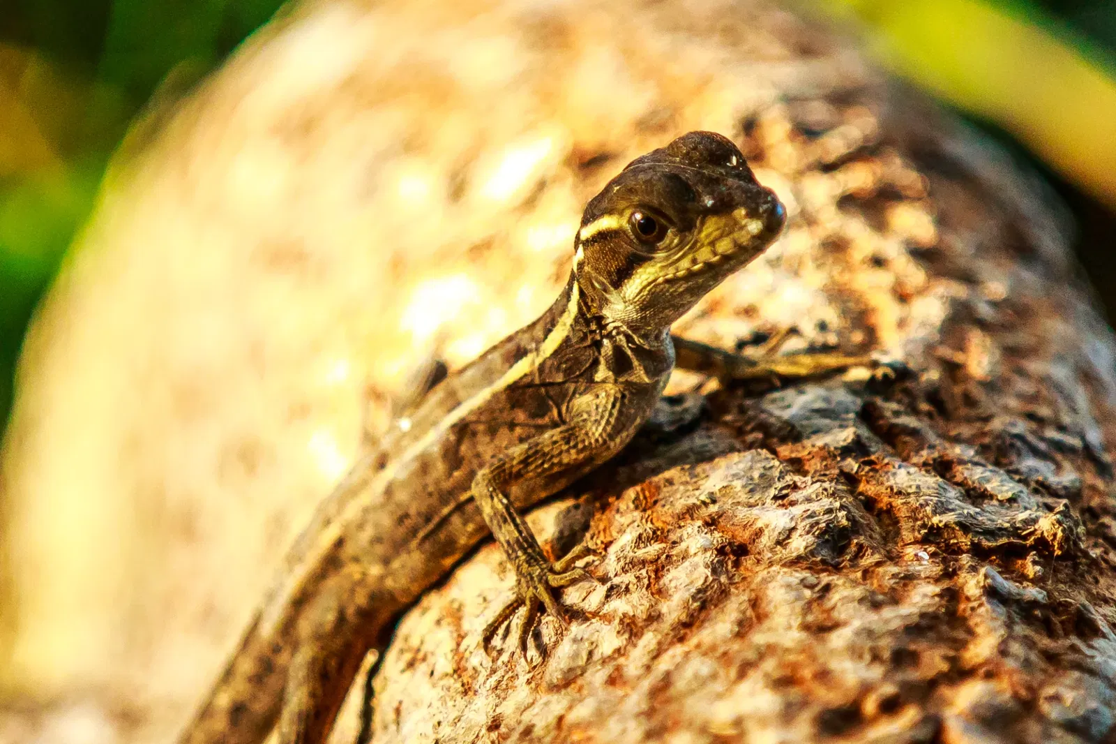 Fairchild Tropical Botanic Garden