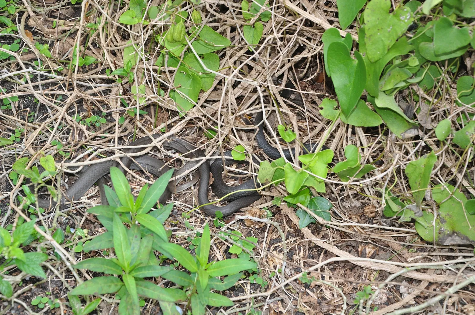 Jardin botanique tropical Fairchild