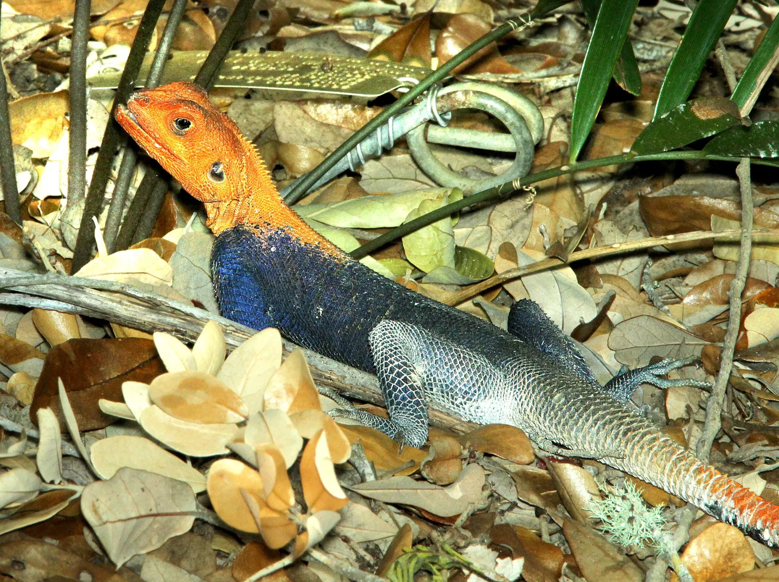 Fairchild Tropical Botanical Garden