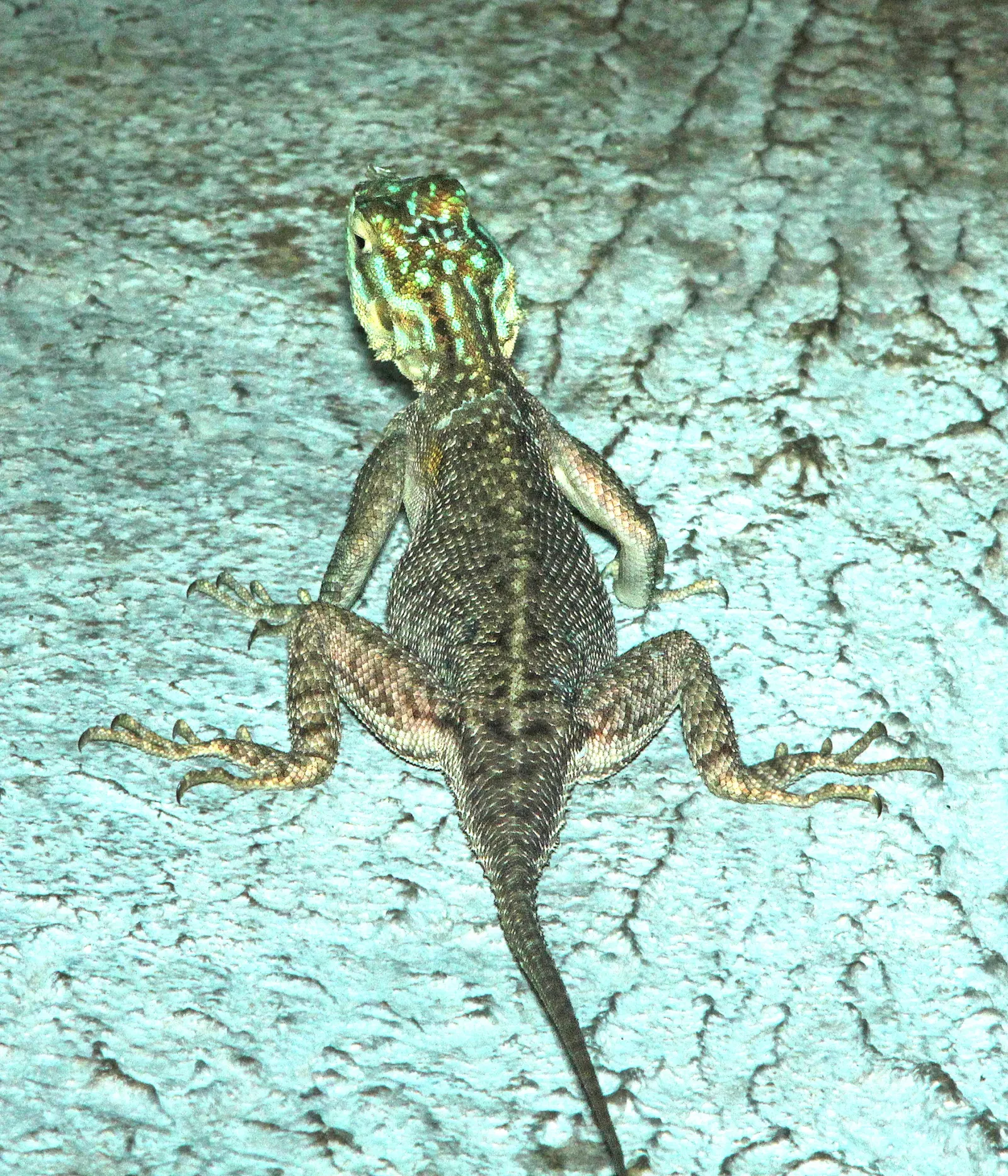 Fairchild Tropical Botanical Garden