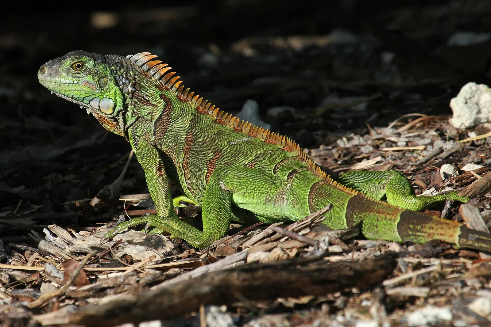 Fairchild Tropical Botanical Garden