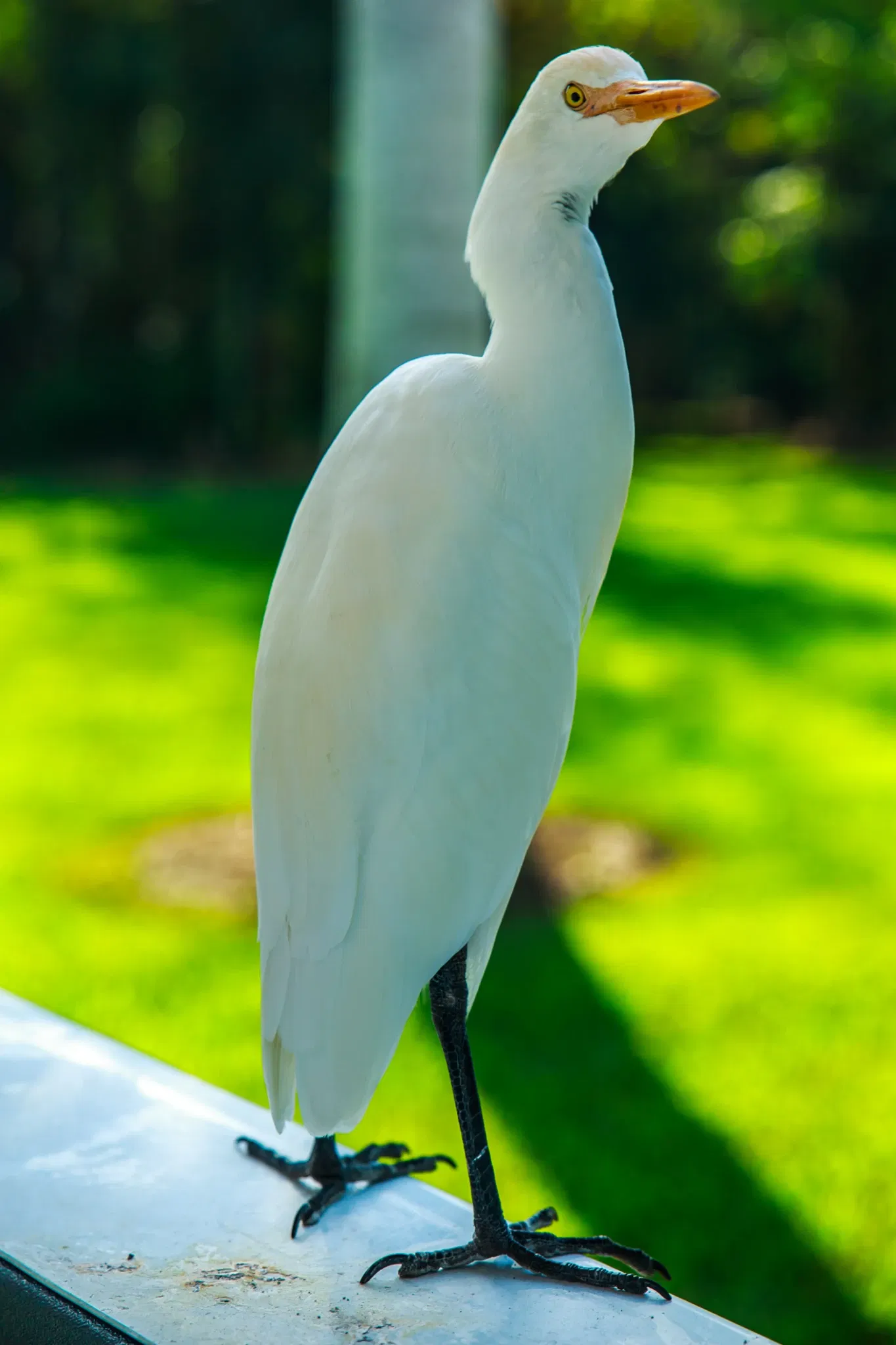Fairchild Tropical Botanic Garden