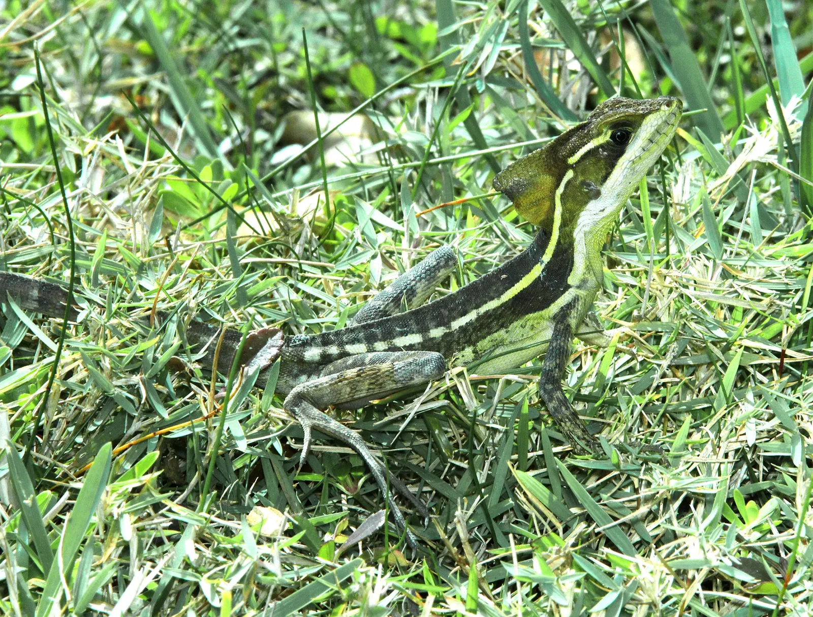 Fairchild Tropical Botanical Garden