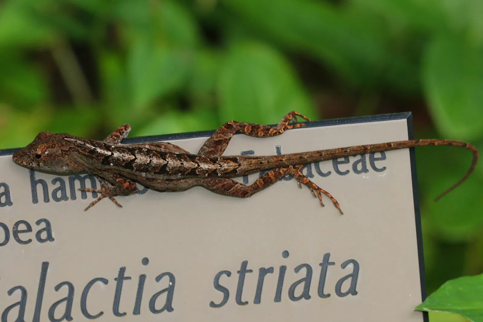 Fairchild Tropical Botanic Garden