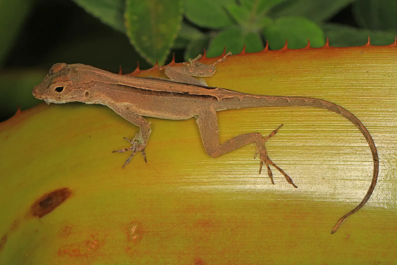 Jardin botanique tropical Fairchild