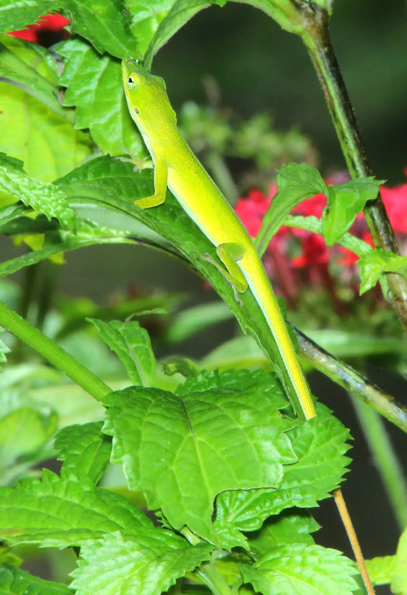 Jardin botanique tropical Fairchild