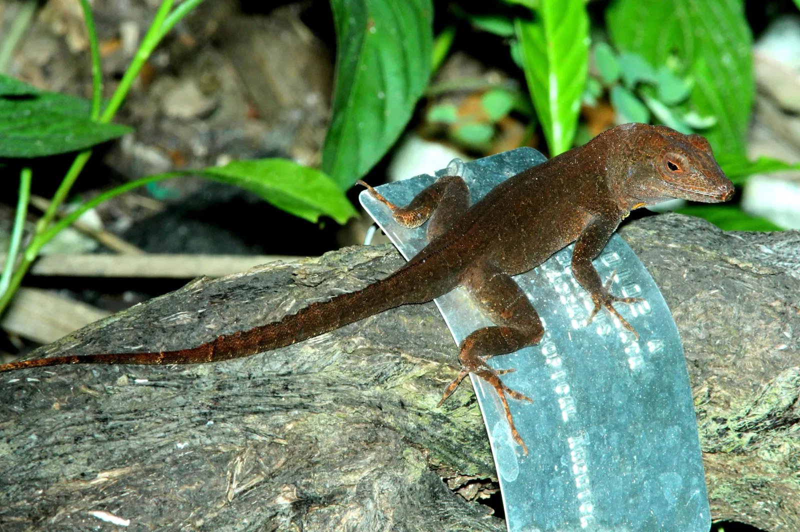 Fairchild Tropical Botanic Garden